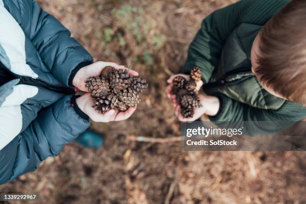 look at what we found - pinecone bildbanksfoton och bilder