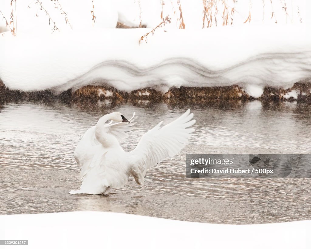 Close-up of swan swimming in lake,Yellowstone National Park,Wyoming,United States,USA