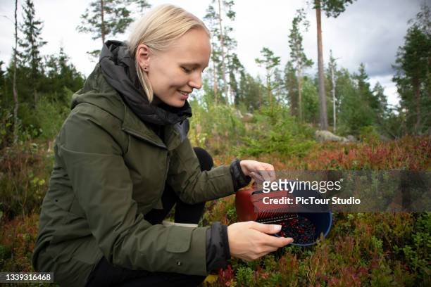 picking blueberries in the forest - plucking bildbanksfoton och bilder