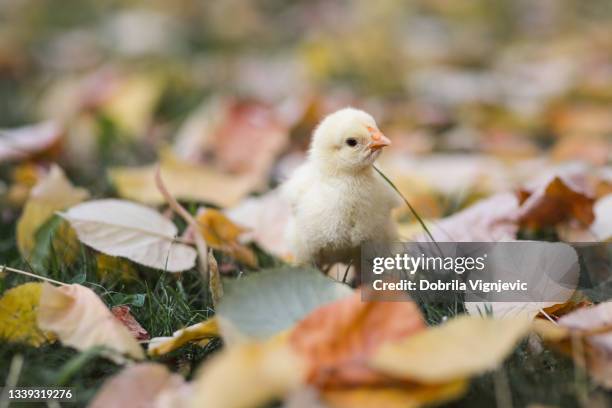 babyhuhn geht auf herbstlaub - hen and chicks stock-fotos und bilder