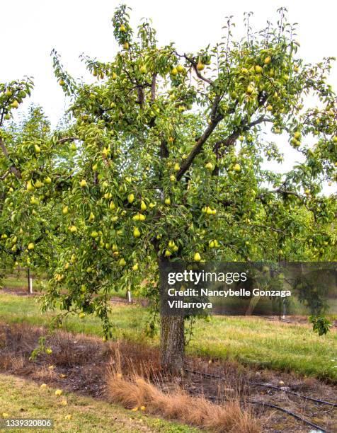 pear tree with fruits in an orchard - perenboom stockfoto's en -beelden
