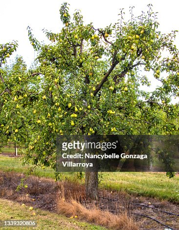 Pear Tree with Fruits in an Orchard