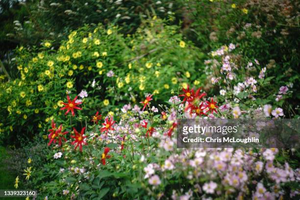 walled english county garden - duke of york stockfoto's en -beelden