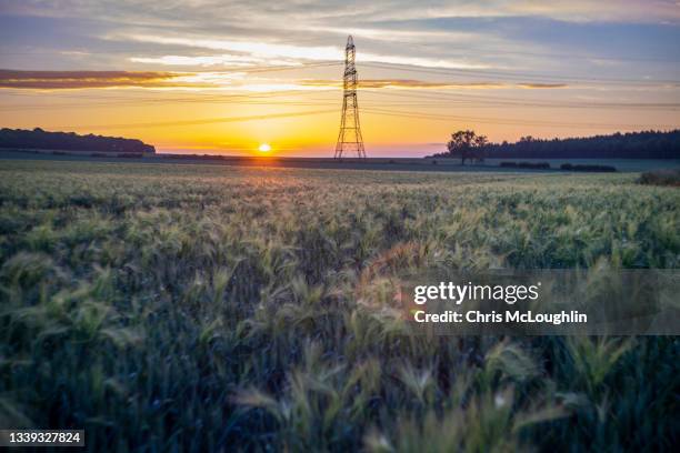 wheat crop and power pylon - electricity pylons stock pictures, royalty-free photos & images