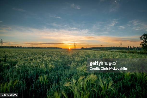 wheat crop in the sunset - west yorkshire stockfoto's en -beelden