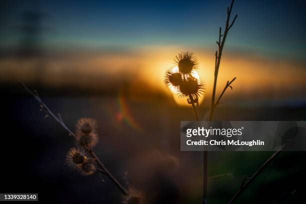 setting sun through a thistle head - thistle silhouette stock pictures, royalty-free photos & images