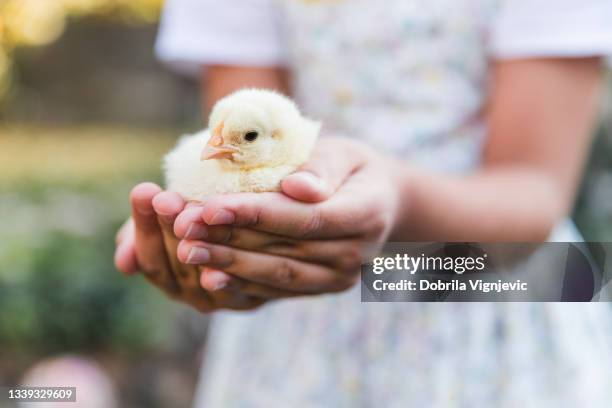 ragazza con pollo appena nato sui palmi delle mani - uccellino foto e immagini stock