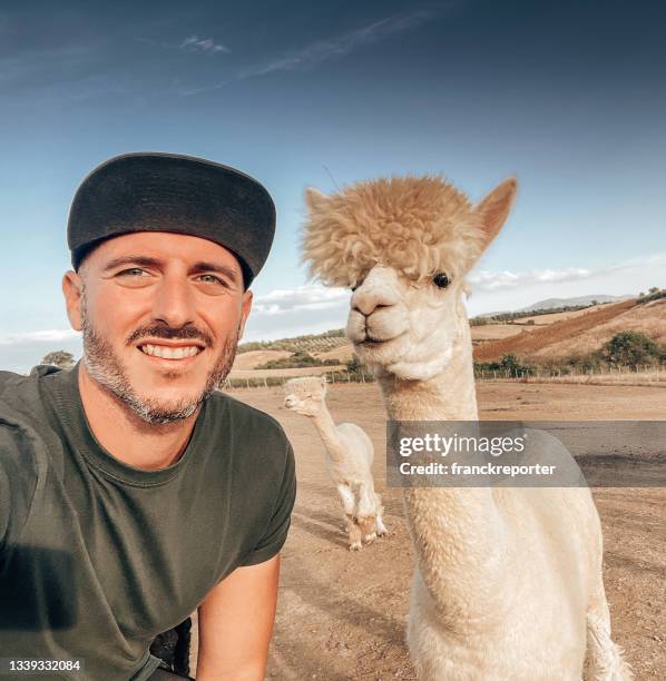 hombre se toma un selfie con una alpaca - alpaca fotografías e imágenes de stock