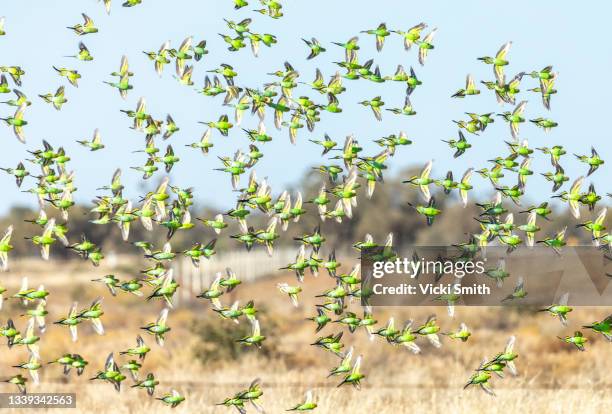 wild flock of vibrant green budgerigars flying in the outback of australia - parakeet fotografías e imágenes de stock