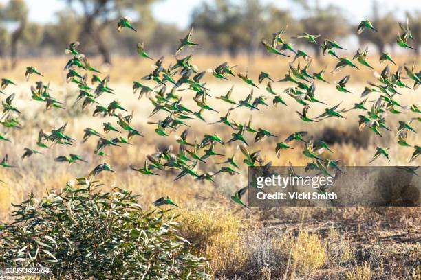 wild flock of vibrant green budgerigars flying in the outback of australia - parakeet fotografías e imágenes de stock