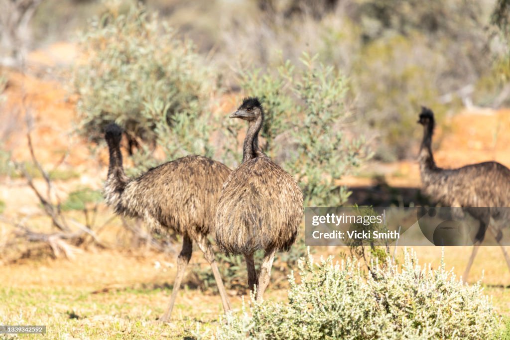 Multiple Emus Group Of Wild Emus In The Outback Of Australia High-Res Stock Photo ...