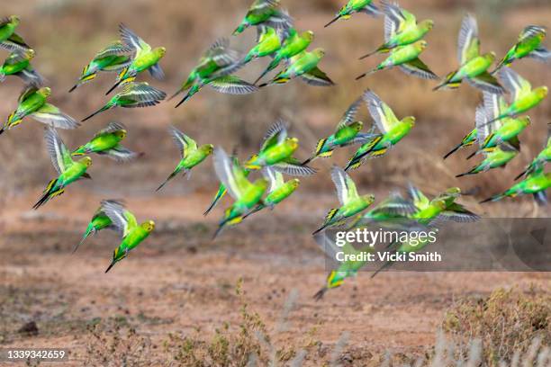 wild flock of vibrant green budgerigars flying in the outback of australia - budgie stock pictures, royalty-free photos & images