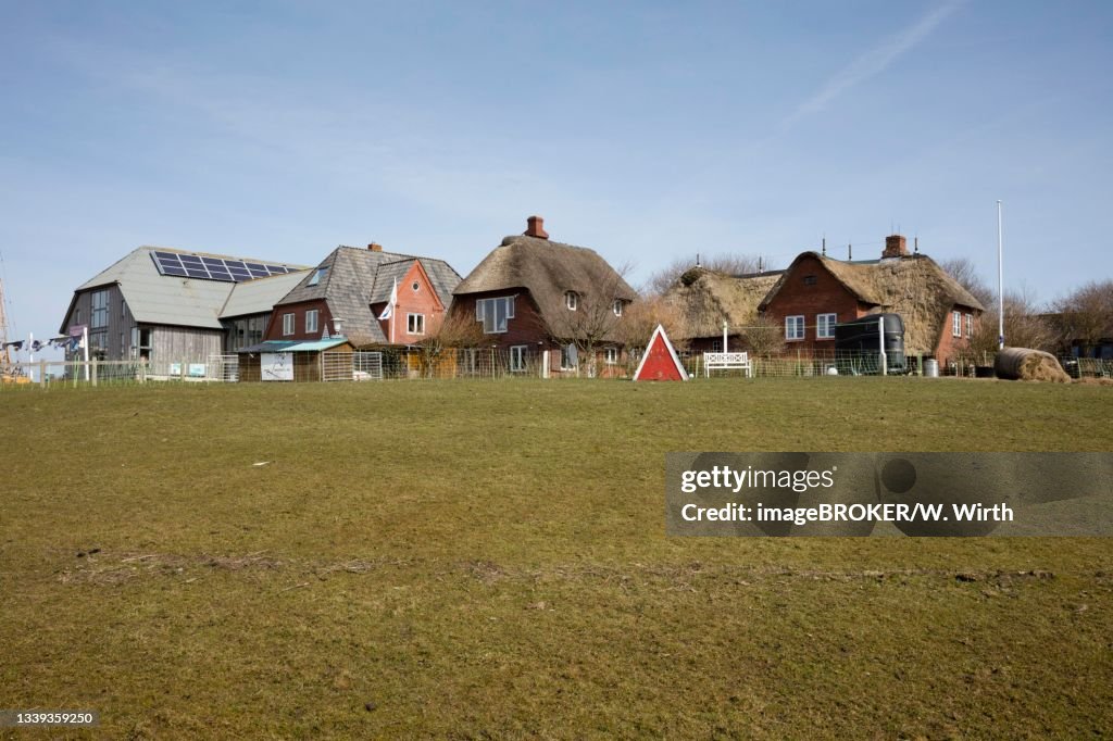 Hanswarft, Hallig Hooge, North Frisian Island, North Frisia, Schleswig-Holstein, Germany