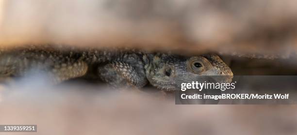 stellion (stellagama stellio), agame in a crevice, kos, dodecanese, greece - laudakia stellio stock pictures, royalty-free photos & images