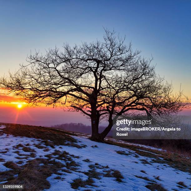 single bare oak, sunrise on the koeterberg, snow remains, luegde, weserbergland, north rhine-westphalia, germany - bare trees on snowfield stock pictures, royalty-free photos & images