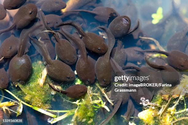 common toad (bufo bufo), many tadpoles in spawning water, further moor nature reserve, north rhine-westphalia, germany - common toad stock pictures, royalty-free photos & images