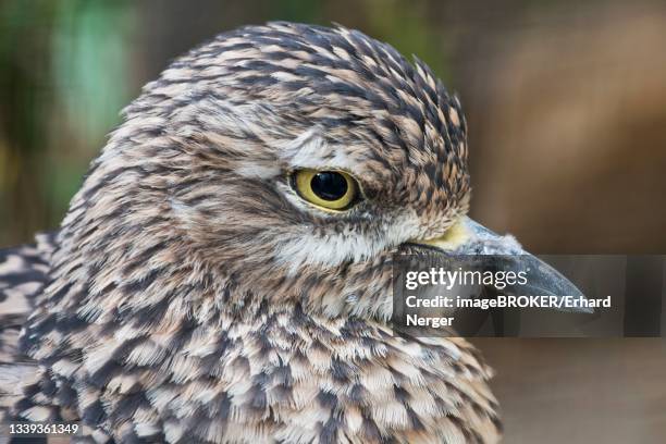 spotted thick knee (burhinus capensis), captive, portrait, landau, rhineland-palatinate, germany - spotted thick knee stock pictures, royalty-free photos & images