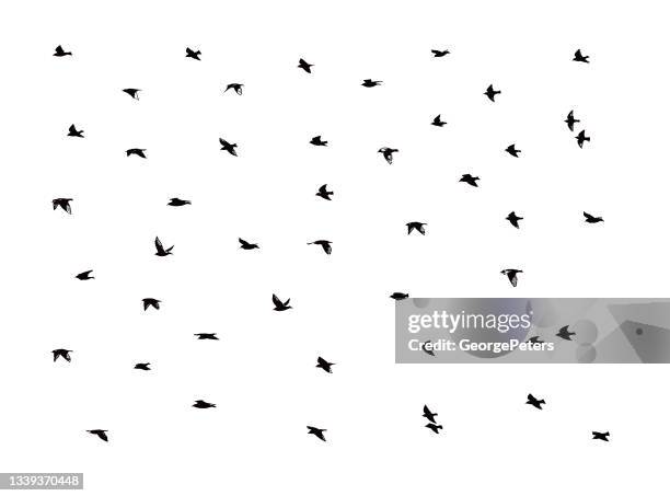 large flock of birds - common swift flying stock illustrations
