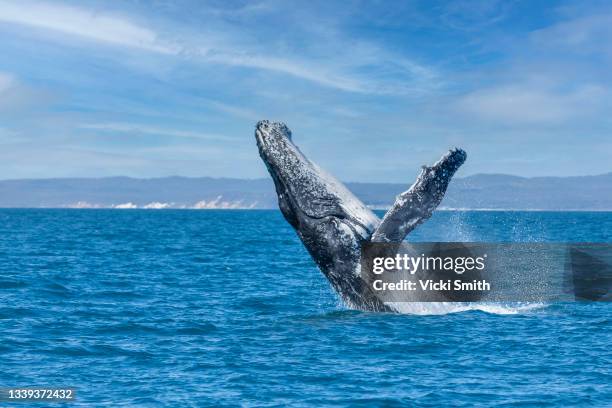 large humpback whale breaching  in blue ocean water - pacific imagens e fotografias de stock