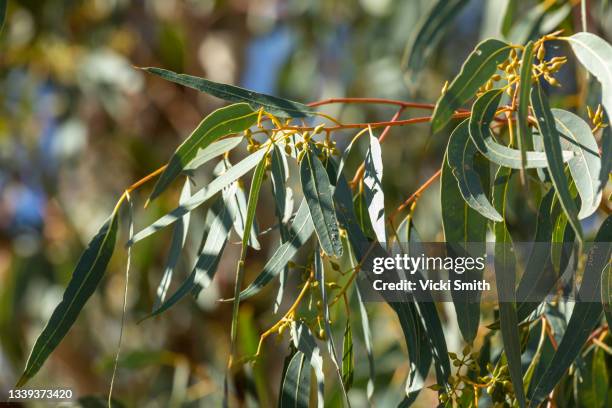 close up of eucalyptus gum leaves and gum nuts in the australian bush - eucalyptus tree 個照片及圖片檔