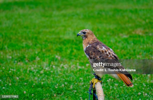 falcon up close - cecilius calvert 2nd baron baltimore stock pictures, royalty-free photos & images