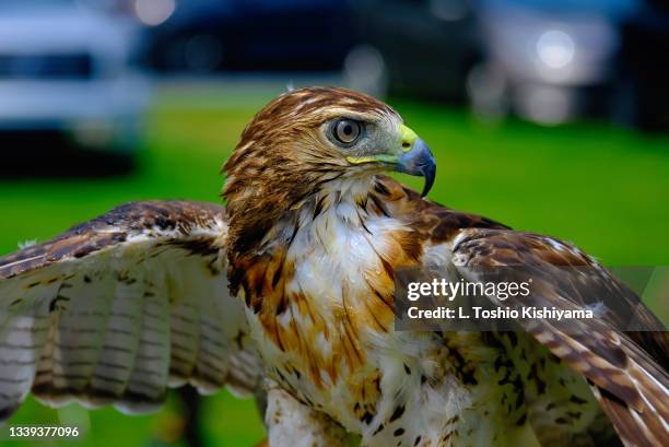 falcon up close - cecilius calvert 2nd baron baltimore stock pictures, royalty-free photos & images