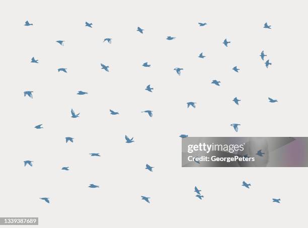 large flock of birds - common swift flying stock illustrations
