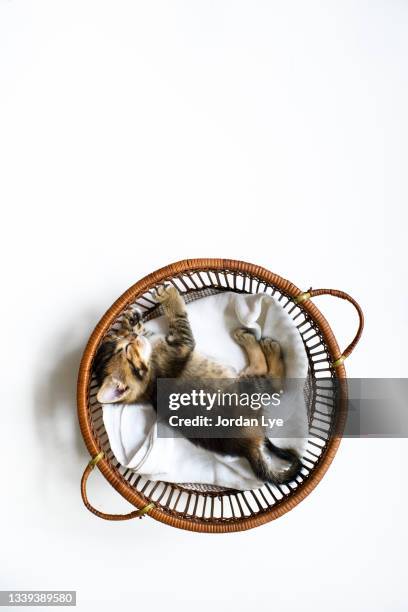 directly above shot cat sleeping in wicker basket with white background - bed on white background stock-fotos und bilder