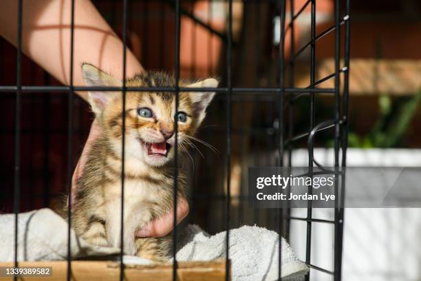 Adapt A Kitten High-Res Stock Photo