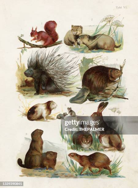 illustrations, cliparts, dessins animés et icônes de écureuil, porc-épic, castor, cochon d’inde, lièvre, marmota chromolithographie illustration 1891 - lièvre