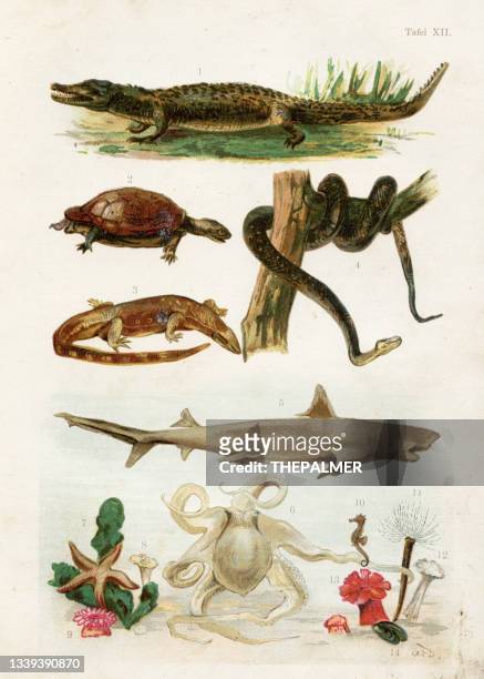 crocodile, tortoise, lizard, snake, shark, octopus, star fish chromolithograph illustration 1891 - vintage octopus stock illustrations