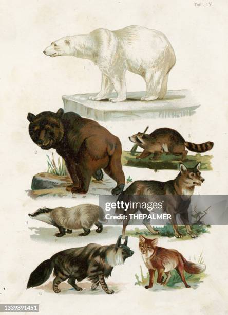 eisbär, braunbär, waschbär, hyäne, rotfuchs, wolf chromolithographie illustration 1891 - lithographie stock-grafiken, -clipart, -cartoons und -symbole