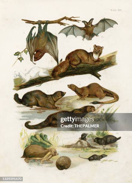 flying fox, bat, shrew, mole, weasel, otter, marten chromolithograph illustration 1891 - weasel stock illustrations