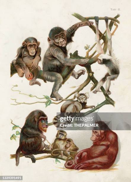 orangutan, chimpanzee, gorilla, gibbon, macaque, mandrill, marmoset chromolithograph illustration 1891 - macaque monkey stock illustrations