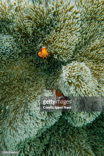 orange clownfish hiding in anemone, okinawa, japan - symbiotic relationship - fotografias e filmes do acervo