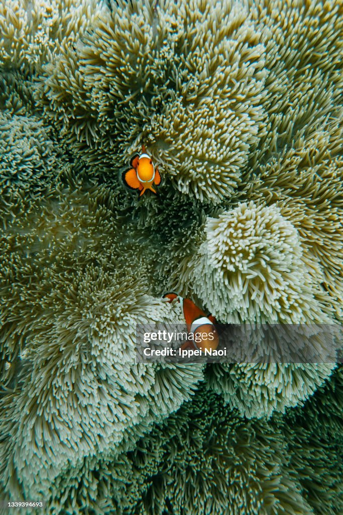 Orange clownfish hiding in anemone, Okinawa, Japan