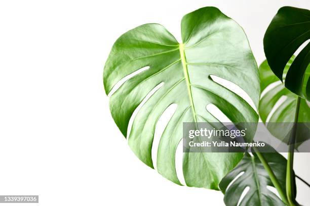 monstera leaves on white background - tropische-struik stockfoto's en -beelden