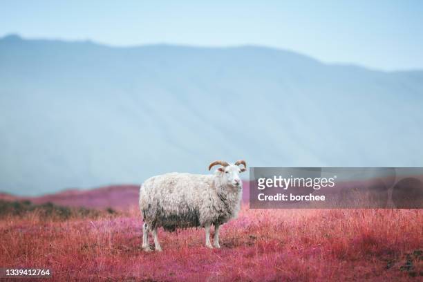 アイスランドの羊 - ピンク　動物 ストックフォトと画像