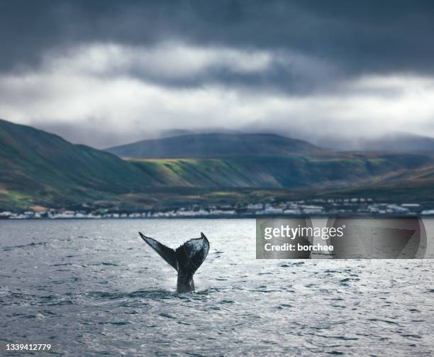 avistamiento de ballenas en islandia - ballena fotografías e imágenes de stock