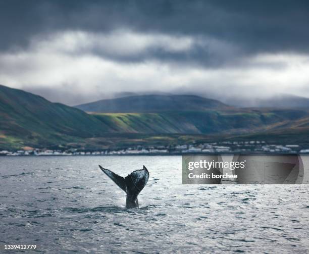 whale watching in iceland - whales stockfoto's en -beelden