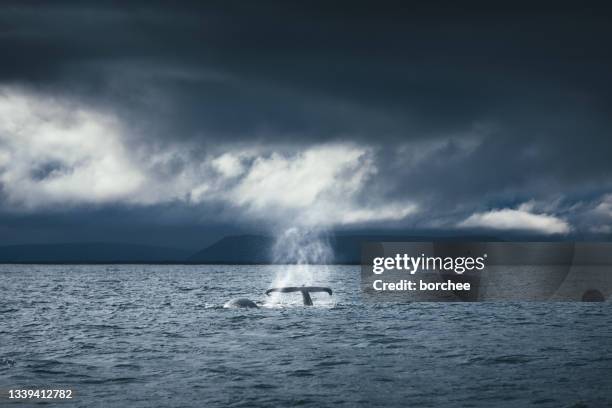 humpback whale in iceland - whale jumping stock pictures, royalty-free photos & images