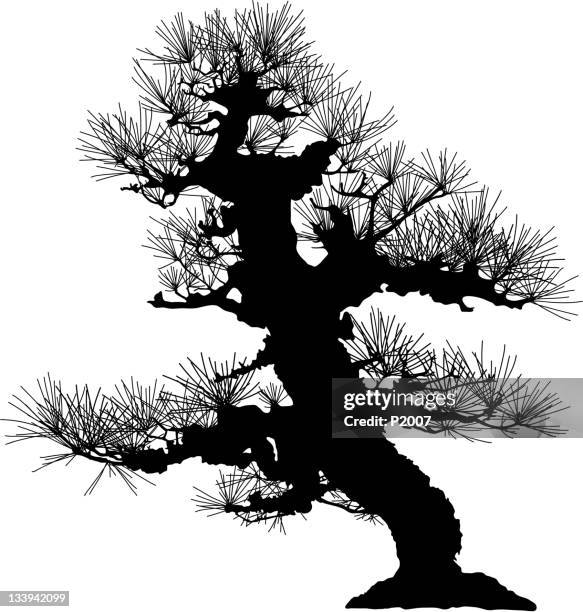 japanese black pine silhouette - japanese black pine stock illustrations