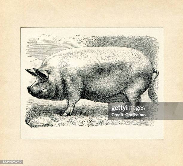 illustrations, cliparts, dessins animés et icônes de grande race britannique blanche de porc domestique 1898 - accouplement animal