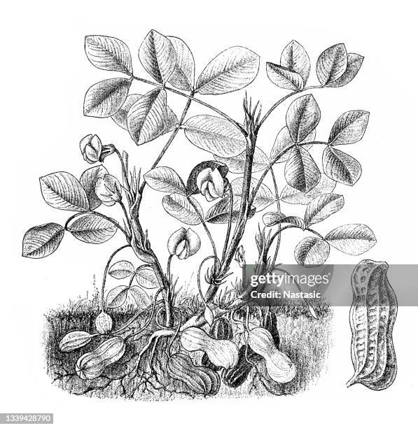 peanut or groundnut (arachis hypogaea) - peanuts isolated stock illustrations