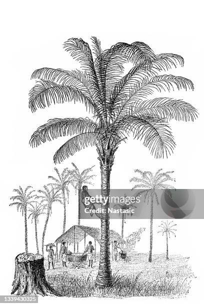 kokosbaum (cocos nucifera) und elaeis guineensis (afrikanische ölpalme, ara-fett) - oil palm stock-grafiken, -clipart, -cartoons und -symbole