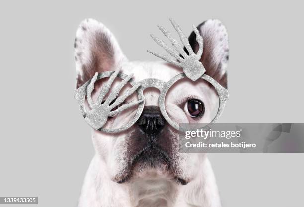 funny puppy with halloween glasses - french bulldog stock-fotos und bilder