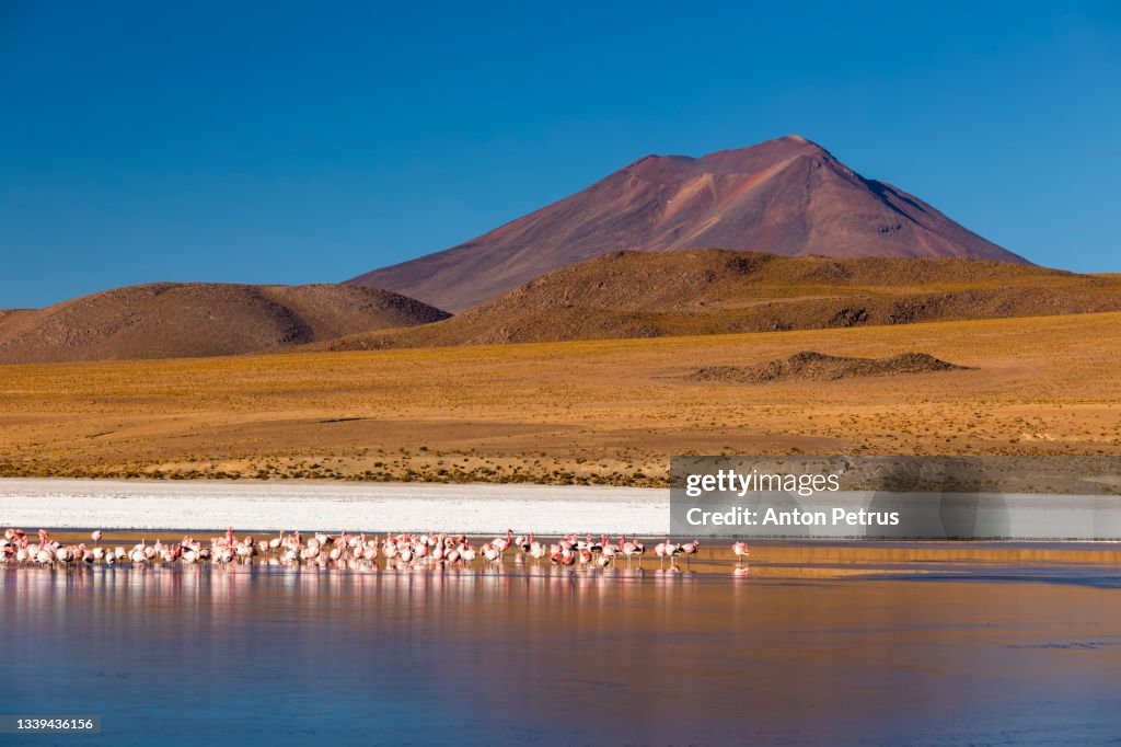 Pink flamingoes in Lake Hedionda in the high plains of Bolivia