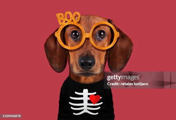 funny dog on halloween - pet clothing stock-fotos und bilder