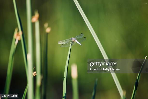 dragonfly on plant - refúgio nacional de sweetwater imagens e fotografias de stock