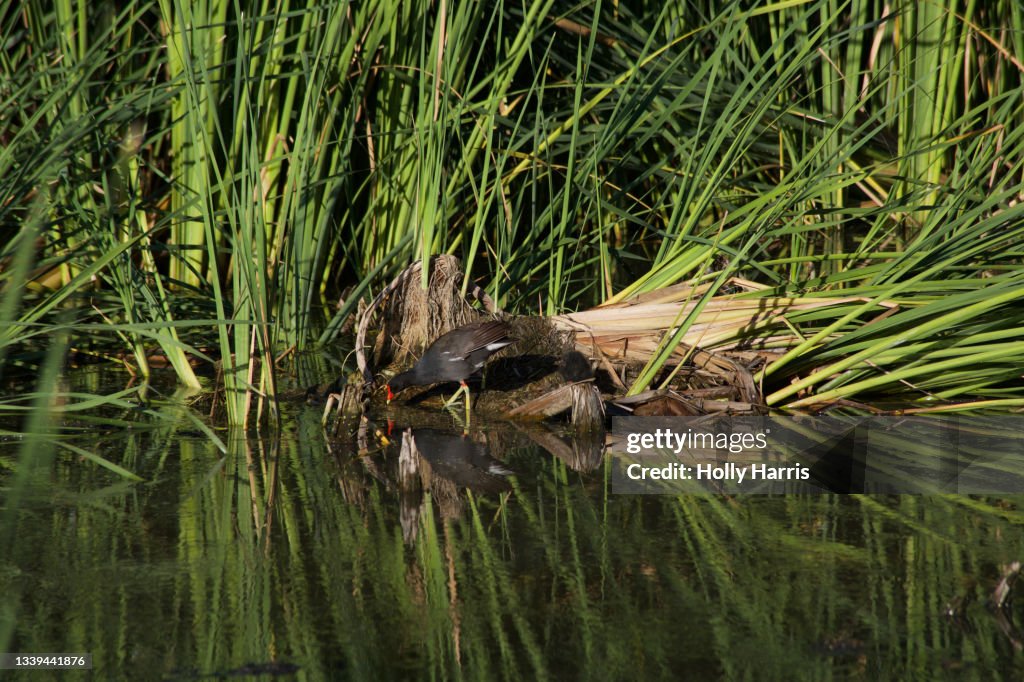 Common Gallinule picking at water in grassy pond